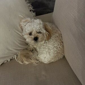 Meet your Posher, Maria